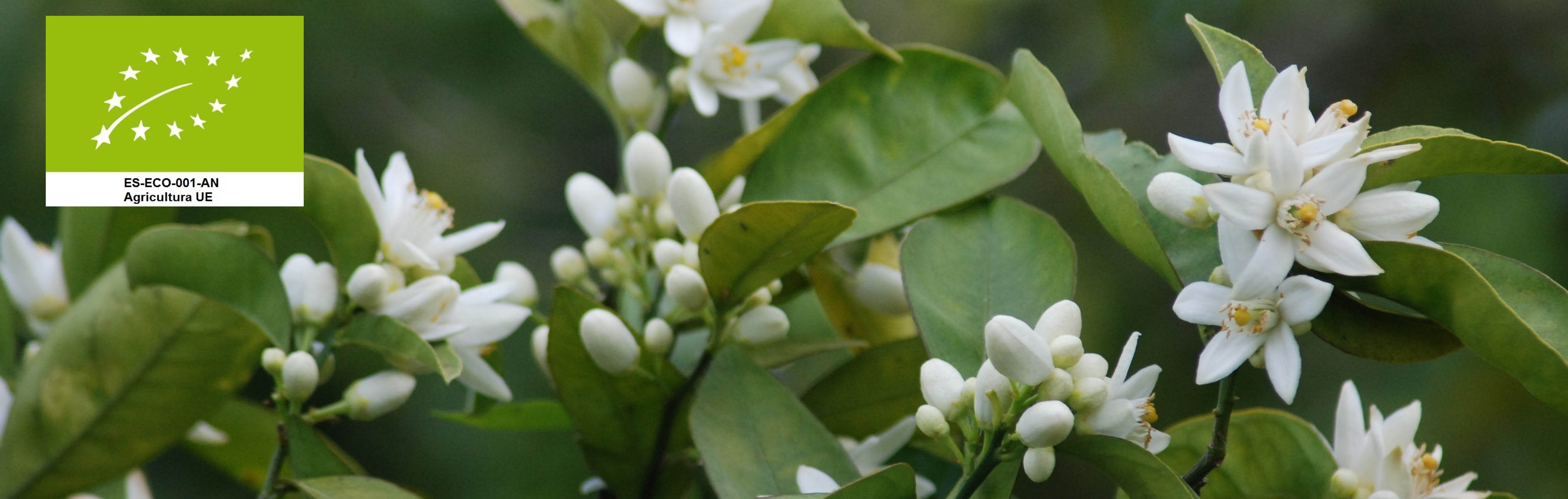 Compra naranjas ecológicas 